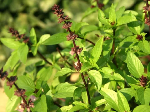 3 loại cây đuổi muỗi dễ trồng