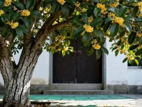 3 loại cây không trồng ngoài sân và 3 vật không treo trong nhà, phong thủy gia chủ nên biết rõ