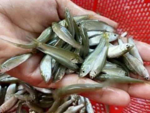 Loại cá giàu canxi, ăn được cả xương: Chỉ xuất hiện 3 tháng trong năm, hiện đang vào mùa săn