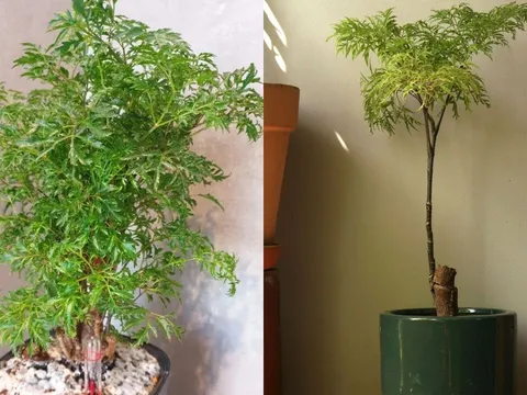 Trồng cây đinh lăng trước nhà trấn trạch an gia: Đặc biệt người tuổi này, mệnh này đón tài lộc giàu nứt vách