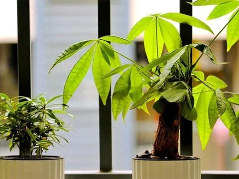 4 vị trí vàng trong nhặt đặt cây kim ngân giúp gia chủ 'hút tiền như nam châm'