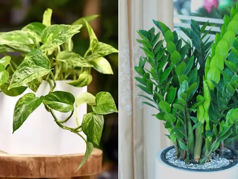5 loại cây phong thủy hút tài lộc nên đặt trong phòng khách