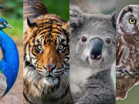 Bạn thông minh theo cách nào? Chọn con vật trong trắc nghiệm tâm lý để biết ngay