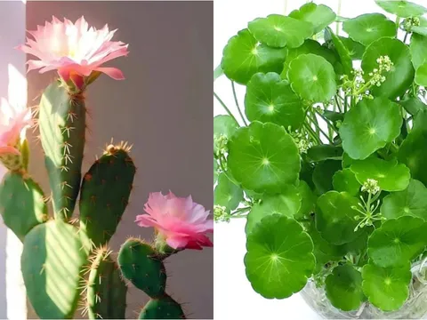 Đừng thấy hoa nở vội mừng: 4 loại cây này nở hoa điềm báo xui xẻo, nên thận trọng