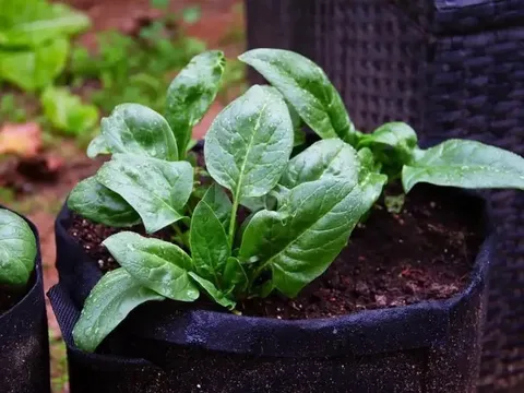 10 loại rau bổ phổi, lọc sạch cặn bẩn trong người