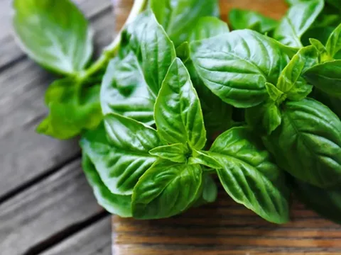 Ít ai biết: Húng quế giúp đào thải axit uric, hỗ trợ giảm đau khớp tự nhiên