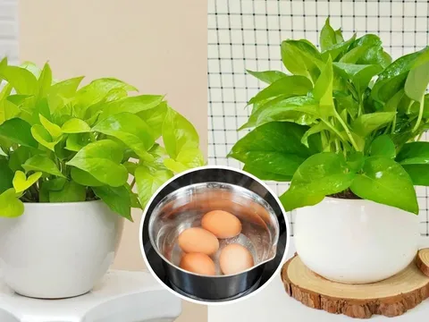 Tưới trầu bà bằng 2 loại nước này, lá xanh như bôi mỡ