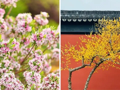 4 cây cảnh nở hoa thơm nhất mùa đông: Trồng một cây trong nhà thơm ngát như xịt nước hoa, hút lộc, bình an