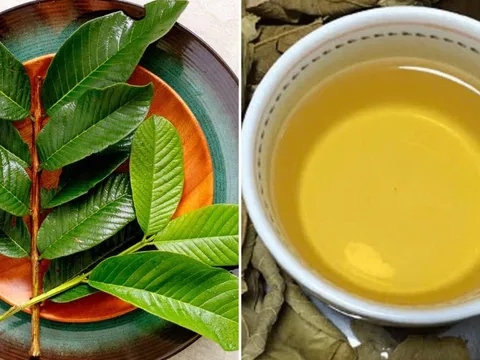 Cách uống nước lá ổi giảm cân, giúp eo thon gọn