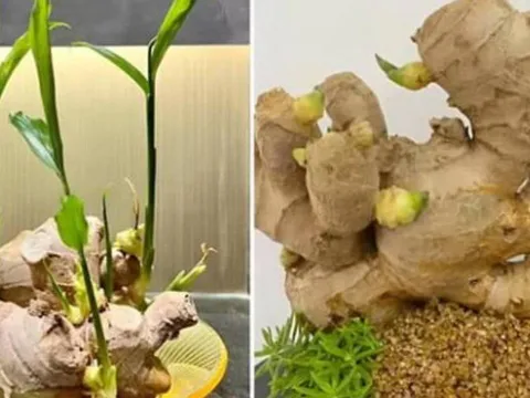 Đặt củ này lên bàn Thần Tài: Bí quyết chiêu tài, hút lộc cực mạnh ai cũng nên biết