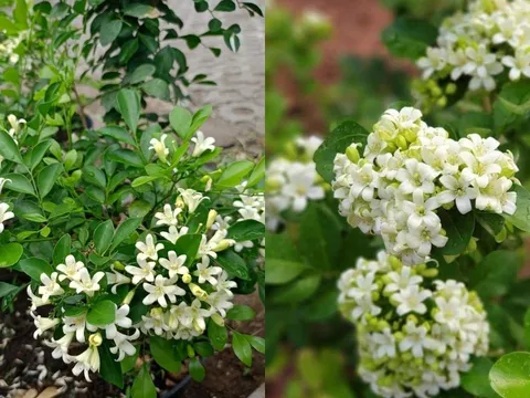 Trồng cây nguyệt quế trước nhà rất tốt về phong thủy nhưng phải chú ý tránh điều phạm kỵ này