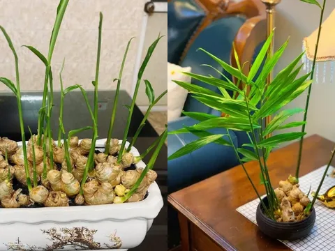 Vì sao càng ngày càng có nhiều người trồng gừng phong thủy?