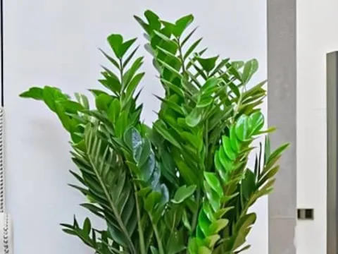 Cây kim tiền hợp mệnh nào? Hướng dẫn chọn cây phong thủy mang tài lộc vào nhà