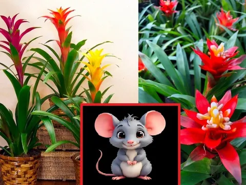 Loại cây kéo chuột vào nhà, nhổ bỏ ngay còn kịp