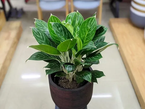 Cây cảnh phong thủy này tích tài tụ lộc, "hồi sinh" phú quý, có lợi cho công danh thi cử