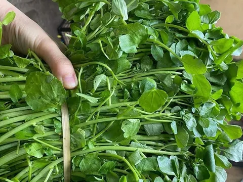 4 loại rau ít “ngậm” thuốc trừ sâu nhất chợ, giá bán chỉ 10 nghìn/bó