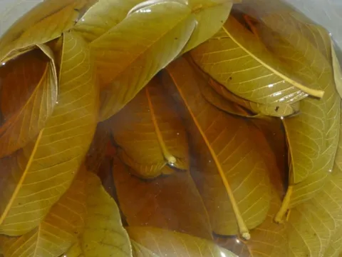 Nước lá ổi cực tốt nhưng đại kỵ với 5 nhóm người này