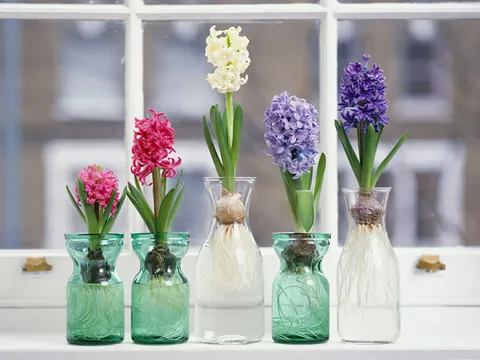 Top 3 loài hoa phá vỡ phong thủy không nên đặt trong nhà, chúng chỉ mang xui xẻo đến nhà