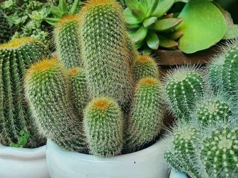 3 loại cây đặt ở cửa chính chặn tiền tài, gia chủ quanh năm nghèo khó