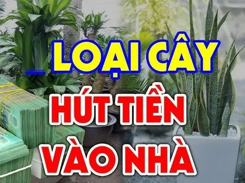 4 loại cây hành Thuỷ tốt đường làm ăn, số 1 nhà giàu chuộng nhất