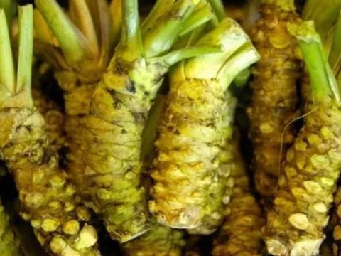 Loại cây gia vị quý hiếm có lá giống rau má, gọi là 'củ cải', giá hơn 6 triệu/kg