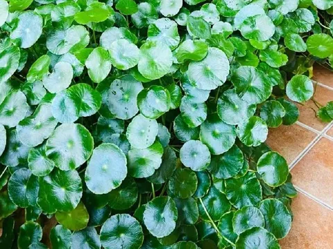 Người xưa dạy: Đặt 3 thứ trong nhà là gọi tiền của vào cửa, gia chủ ăn nên làm ra