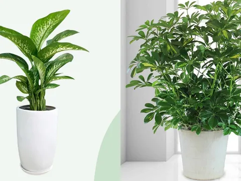 Trong nhà đặt 3 loại cây này: Tài lộc đổ về ào ào, gia chủ làm đâu thắng đó