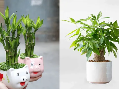 3 loại cây trồng ban công 'rước Thần Tài vào nhà': Gia chủ càng làm càng giàu, tiền tiêu không hết
