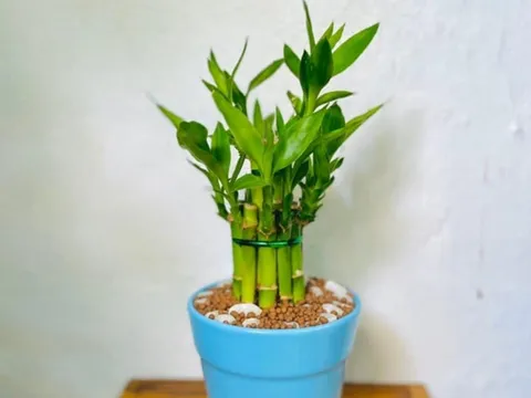 Người thuộc 3 tuổi này, trồng cây trúc phát tài mang đến vận may, tài lộc, cải thiện phong thủy
