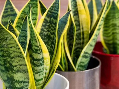 Cây Lưỡi Hổ cực hợp phong thủy, tuy nhiên trồng ở 2 vị trí này chỉ rước vận đen