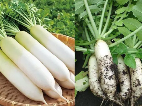 Củ cải trắng - công dụng "vàng", thứ rau mùa đông giá rẻ nhưng được xem là quý như sâm