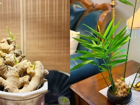 Đặt chậu gừng phong thủy ở 2 vị trí này, công việc hanh thông, lộc đến ào ào