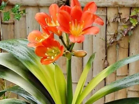 Loài cây “dễ chăm” hơn kim tiền 100 lần: Trồng đâu xanh đó, hút may mắn và tài lộc về nhà