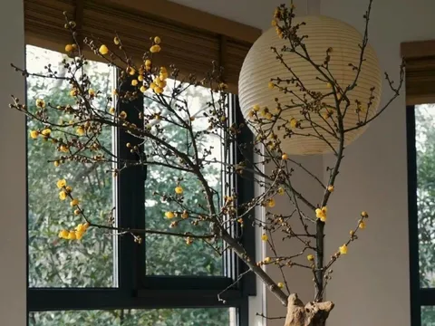 Nhà có 3 cây hoa này giống như được ướp hương, thu hút năng lượng tích cực, sự bình yên và tài lộc