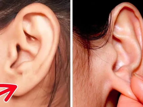 Thường xuyên Xoa Tai giúp dưỡng nhan, trị đau đầu, cường thận