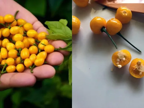 Việt Nam trồng thành công loại gia vị đắt nhất thế giới, giá lên tới 900 triệu/kg