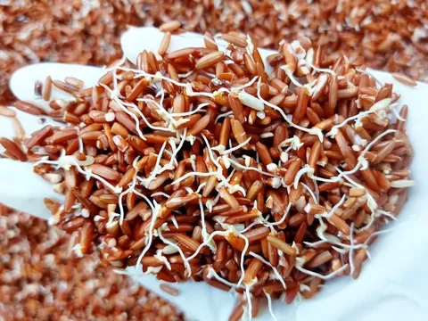 4 loại thực phẩm mọc mầm còn tốt hơn bình thường, nhiều người không biết đem vứt bỏ