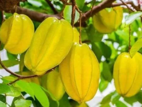 Có nên trồng cây khế trước nhà? Mệnh nào hợp trồng theo lời Tổ Tiên căn dặn