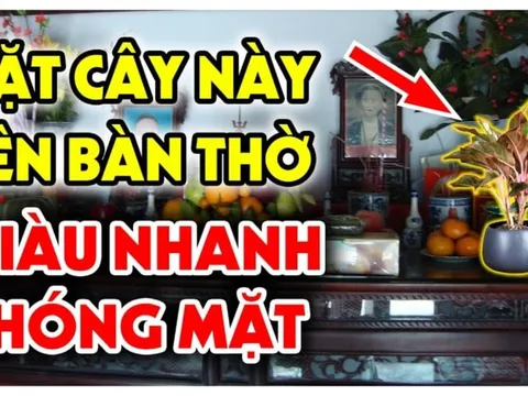 Mùng 1 đặt 4 loại cây này lên bàn thờ hút tiền tài vào nhà: Càng ngày càng giàu