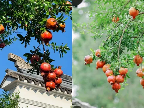 Sân nhà trồng 5 cây này, gia chủ Đắc Tài Đắc Lộc, quanh năm chẳng lo nghèo khó