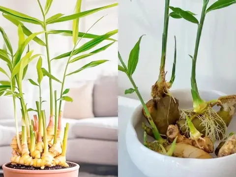 Thời điểm tốt nhất để trồng gừng phong thủy đón Tết, sang năm 2026 lộc khí phừng phừng