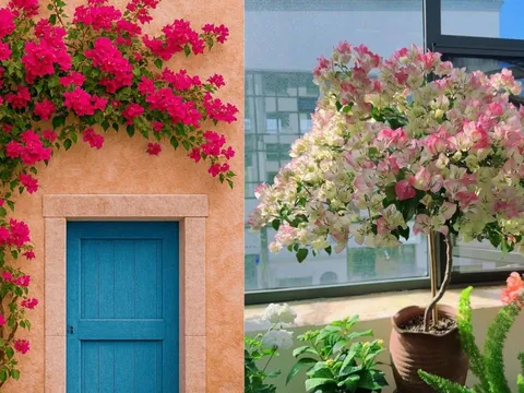 Bây giờ là "thời điểm vàng" chăm sóc đúng cách để cây hoa giấy nở đúng dịp Tết âm lịch Bính Ngọ 2026