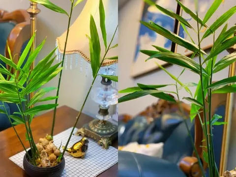 Cách trồng gừng phong thủy hợp với từng mệnh, hóa giải vận xui, hút tài lộc