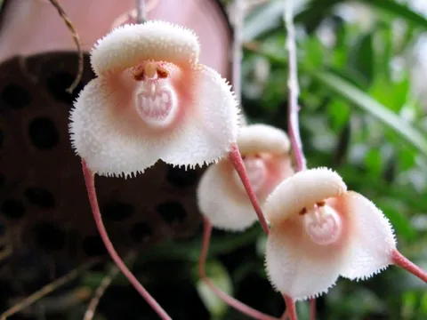 Người sinh vào 1 trong 3 tháng Âm lịch này, cực kỳ dễ giàu, muốn tránh cũng khó