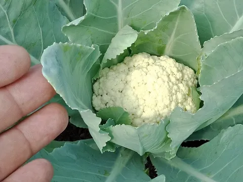 Mùa đông trồng 9 rau quả này, lớn nhanh như thổi sau 1 đêm