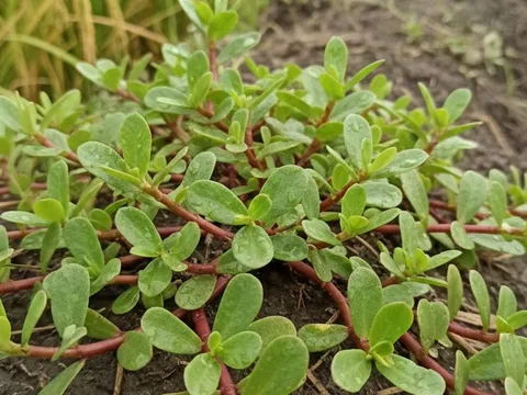 Rau dại mọc đầy ruộng Việt Nam bỗng “lên đời”: Trung Quốc gọi là rau trường thọ, trồng 30 ngày hái cả rổ