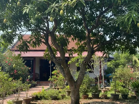 10 loại cây trong vườn vô tình thu hút rắn: Gia đình nào cũng nên biết