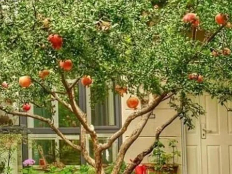 5 loại cây trồng sân vườn hợp phong thủy, mang lại vượng khí cho gia chủ