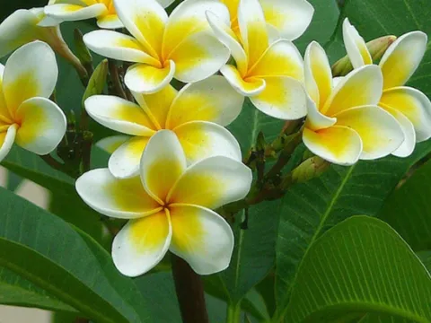 7 loại cây phong thủy cực kỳ thích hợp khi trồng ở khu lăng mộ, làm cho nơi an nghỉ mát mẻ, an lành