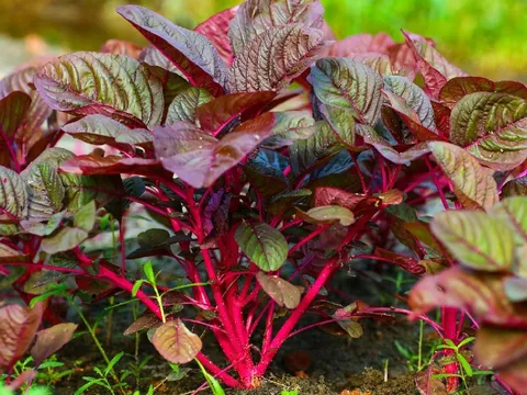 Ai cũng nghĩ rau dền lành tính nhưng ăn nhiều có 3 tác hại, không phải ai cũng biết